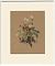 M.v.S.: Erdbeeren. - Aquarell, 1888. - Joseph Steutzger / Buch am Buchrain & Wasserburg am Inn